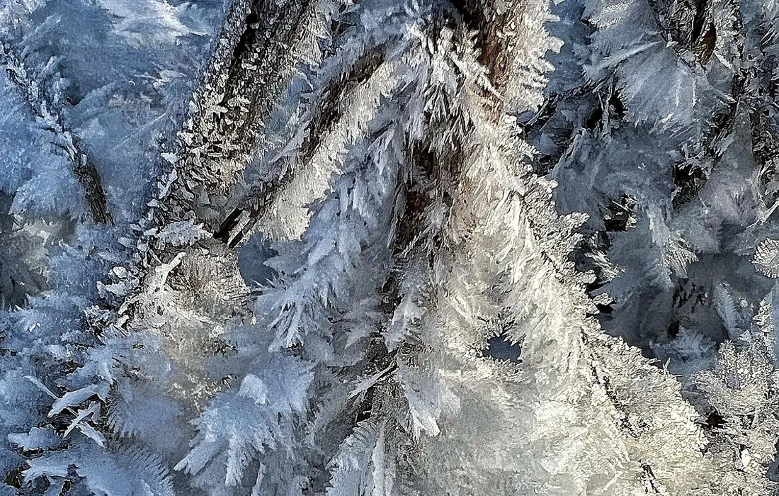 Detailed view of branches covered in frost and snow, capturing the beauty of winter.