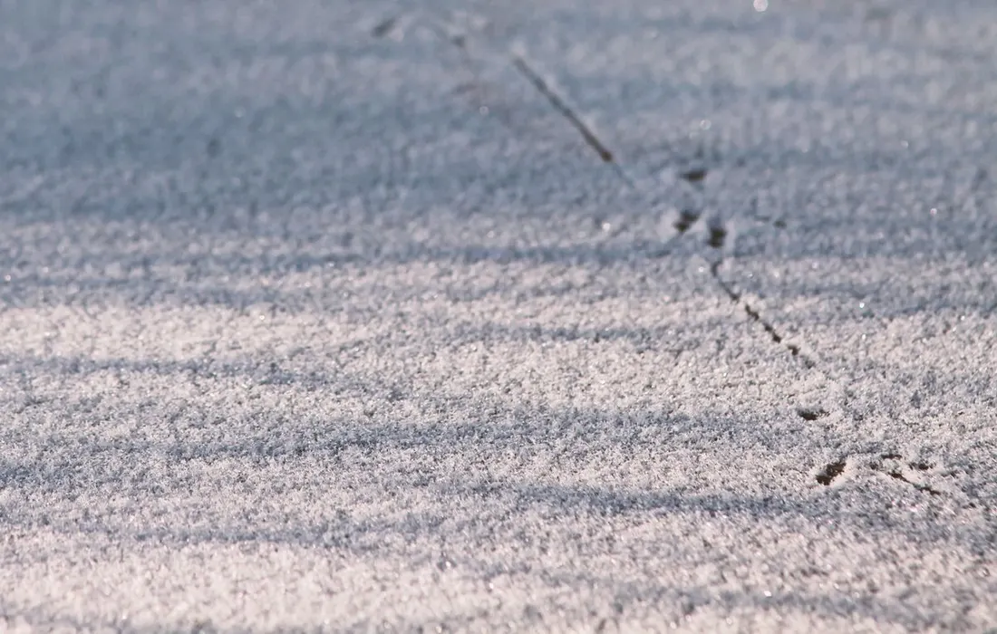 Footprints on a frost-covered paved surface.