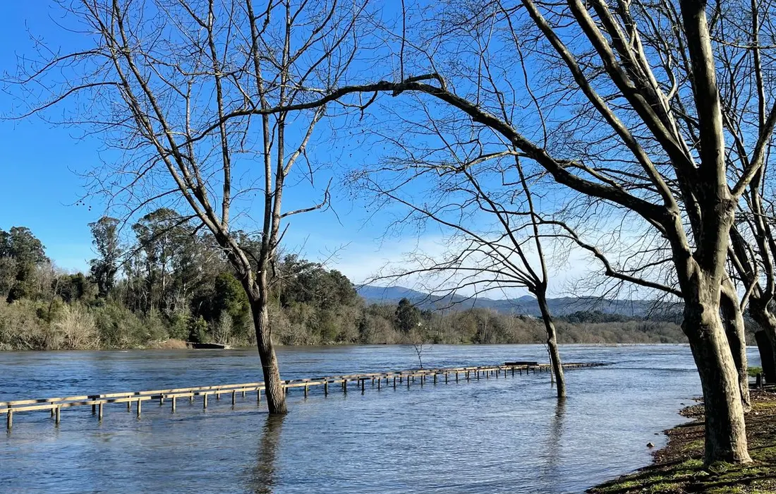 A serene river landscape with trees partially submerged due to flooding.