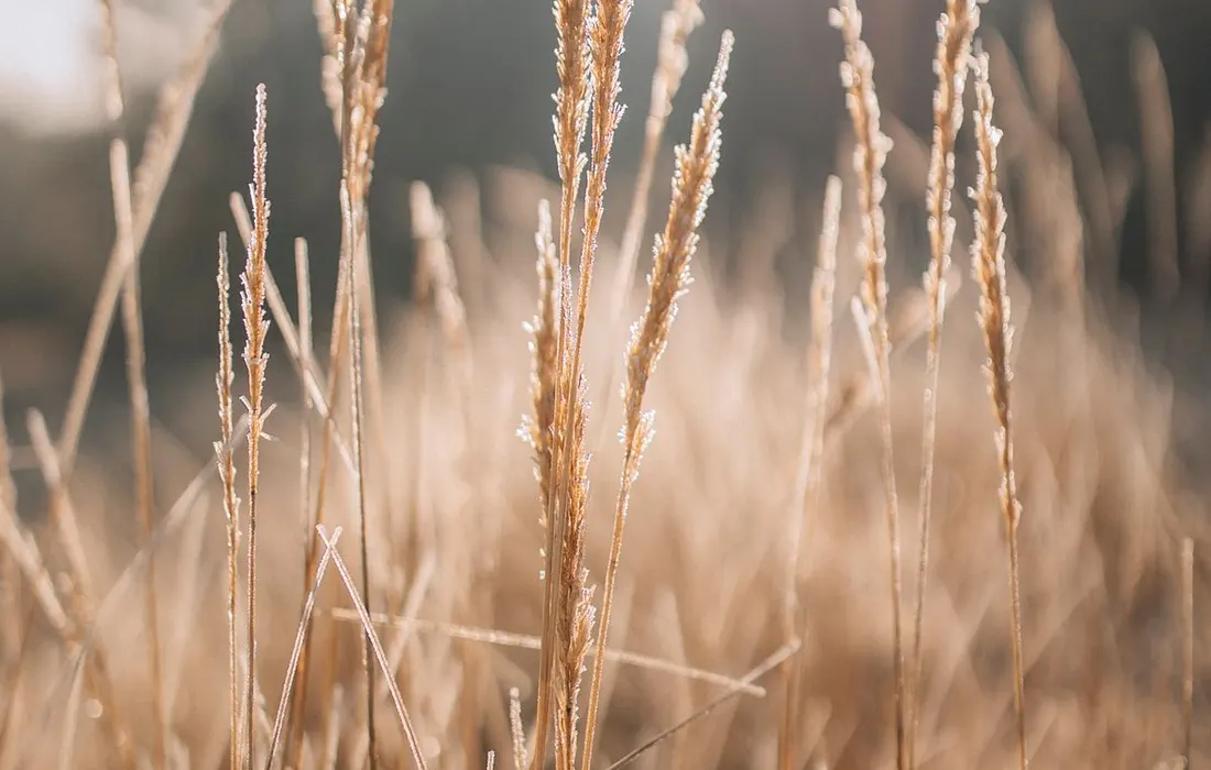 Dry golden grass in a sunlit field.