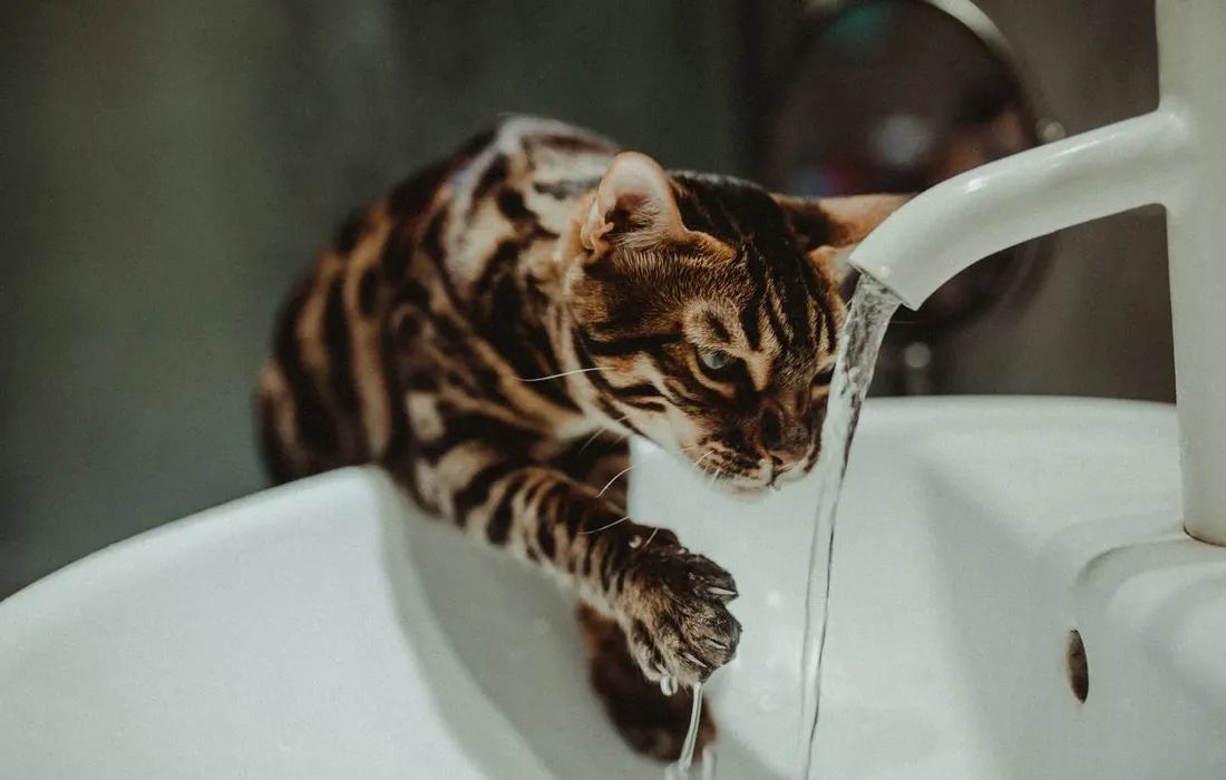 A cat drinking water from a bathroom tap.