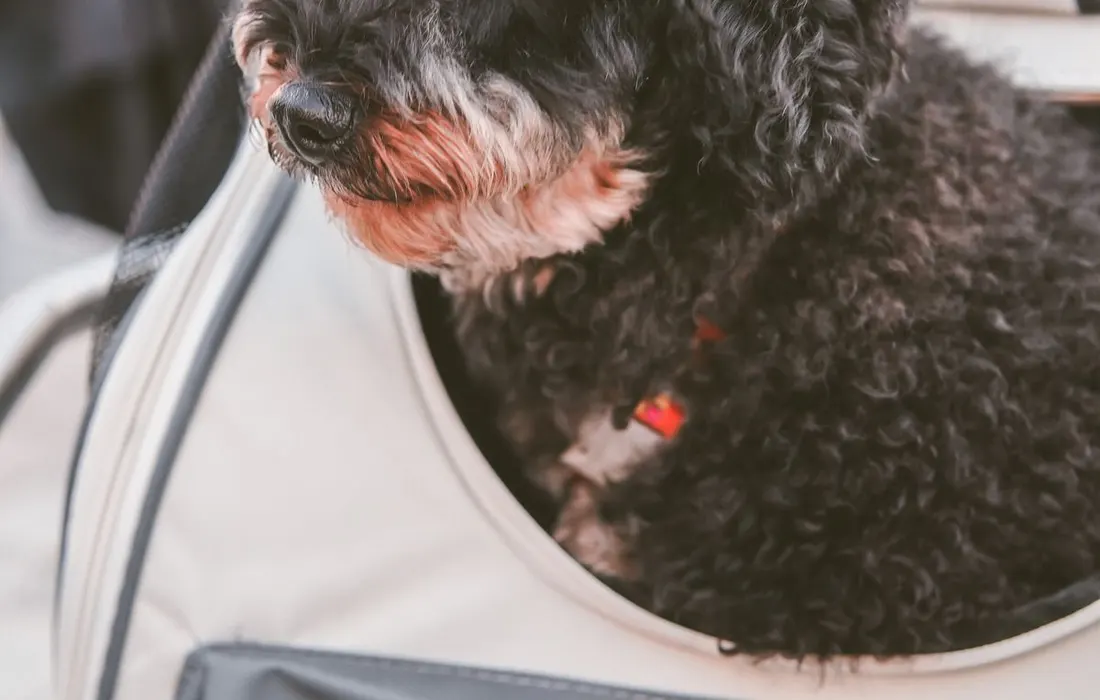 A black poodle sitting in a soft-sided pet carrier.