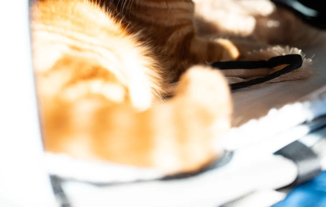 An orange tabby cat resting inside a pet carrier in sunlight.
