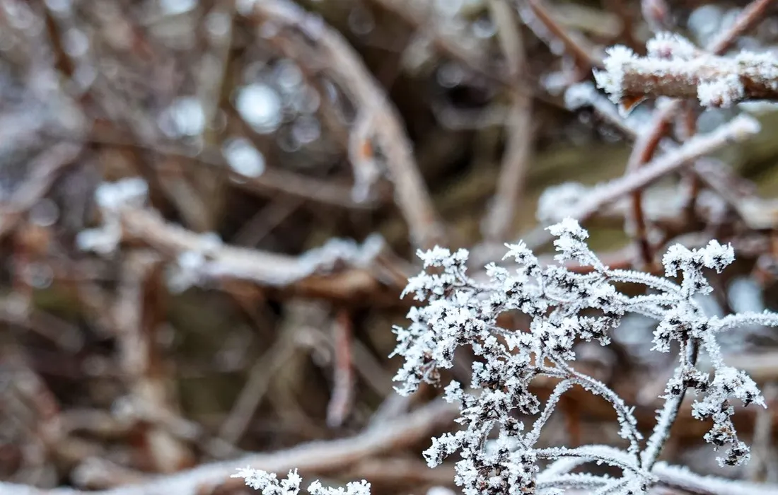 Detailed view of frosty branches in a winter garden, showcasing icy textures.