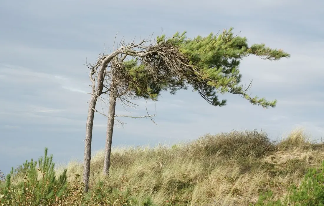 Two pine trees bent by the wind on a grassy coastal dune, under a cloudy sky.
