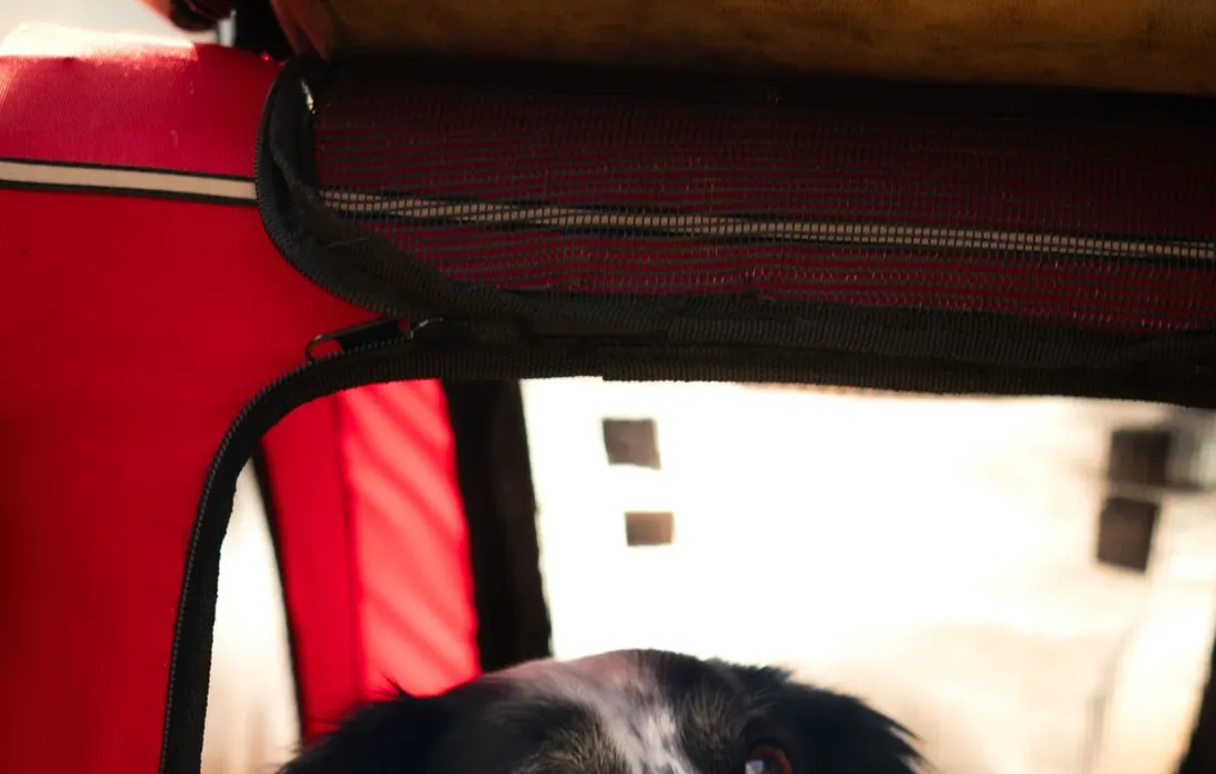 A harnessed dog looking out from a red pet carrier indoors.