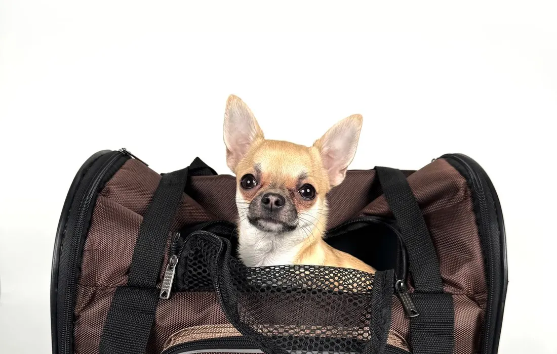 A small dog sitting inside an open pet carrier.