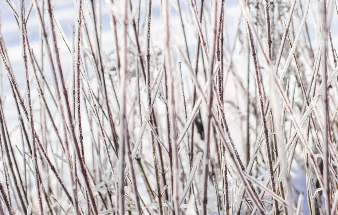 Close-up of frosty branches covered in ice against blurred snowy background during winter.