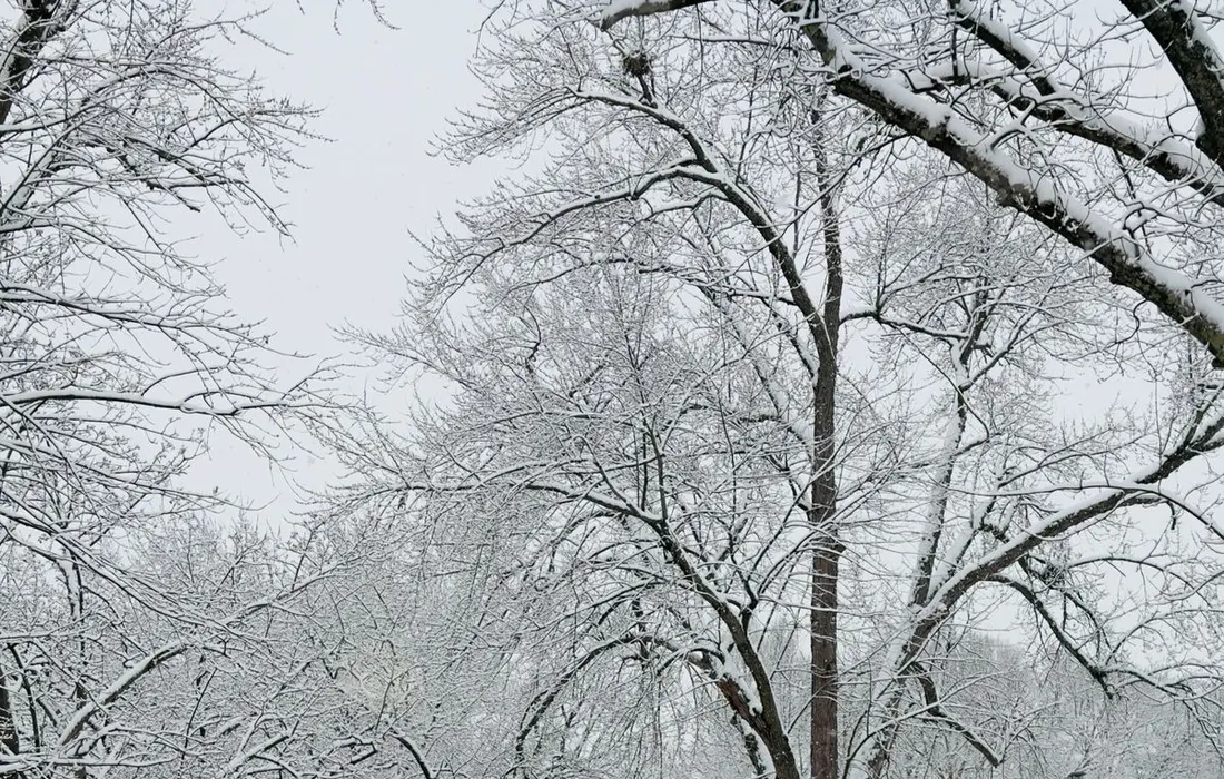 Idyllic suburban street blanketed with snow and frost-covered trees in winter.