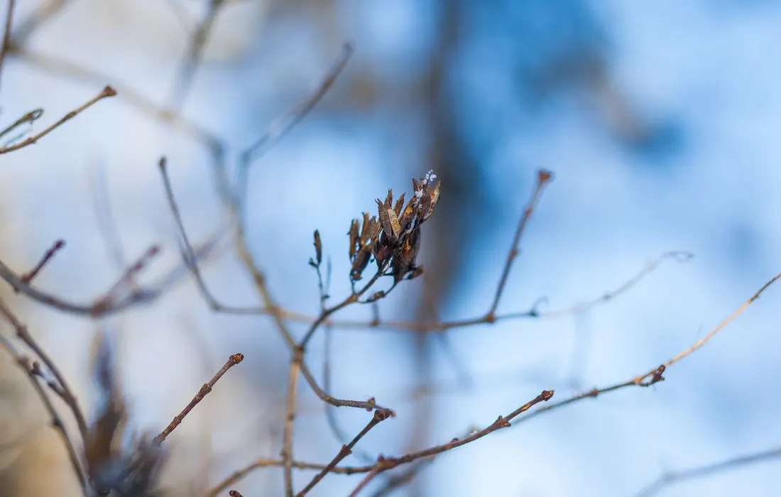 Close-up of a frosty branch against a blurred winter background, captured in detail.
