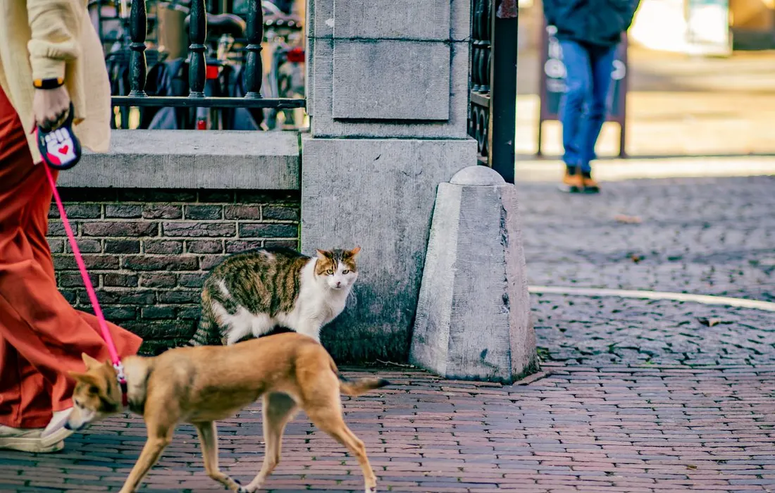 A dog on a lead passing a cat on a paved street.
