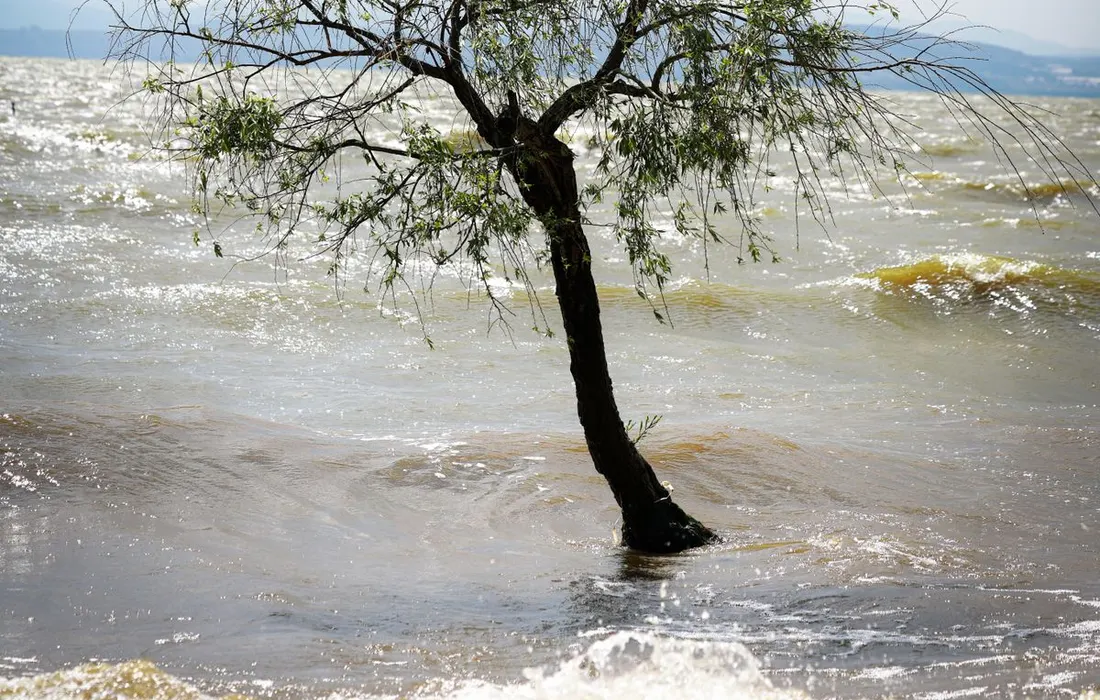 A solitary tree stands resilient against the strong winds by a lakeside under a cloudy sky.