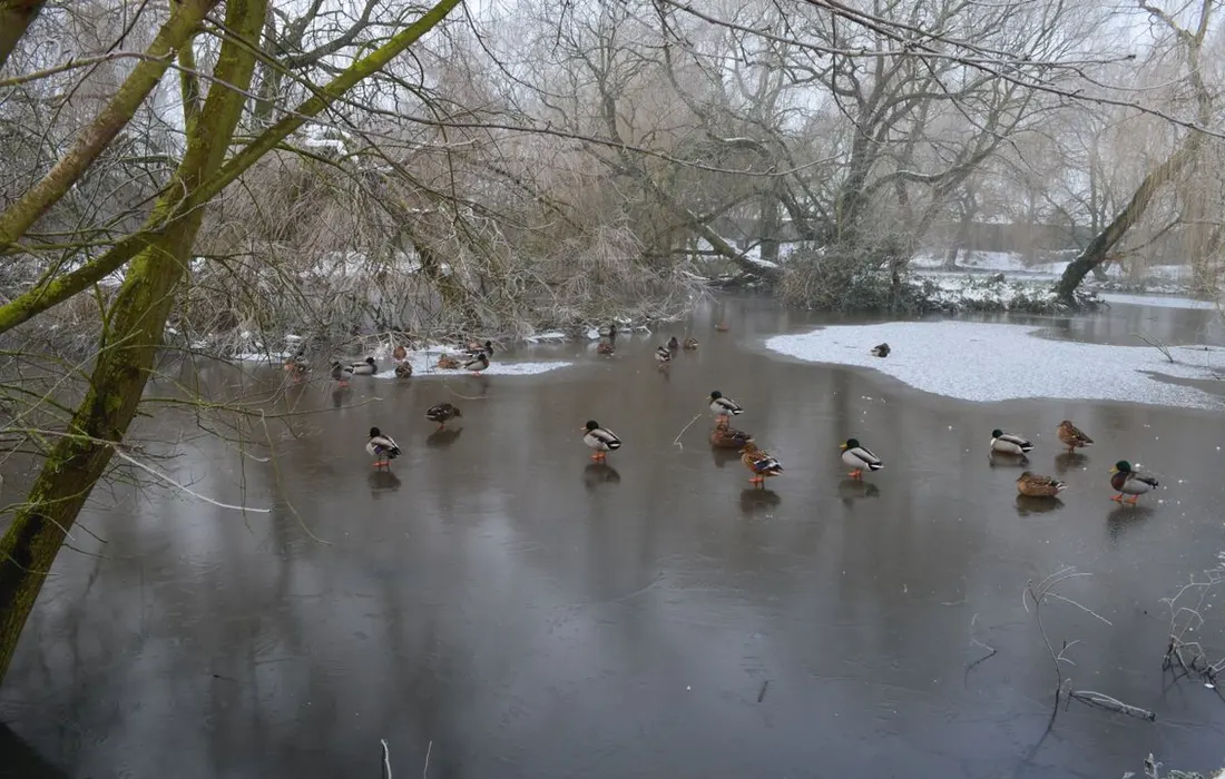 Ducks standing on a frozen lake surrounded by bare trees in wintertime.