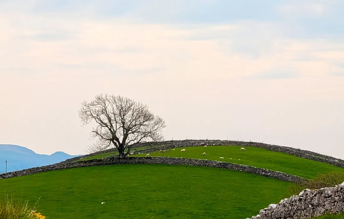 A country road bordered by stone walls and a lone tree in England.