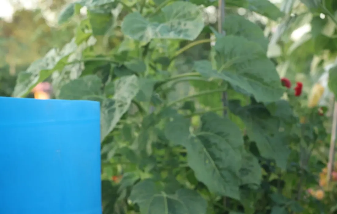 Watering cans and a blue rain barrel in a vegetable garden.