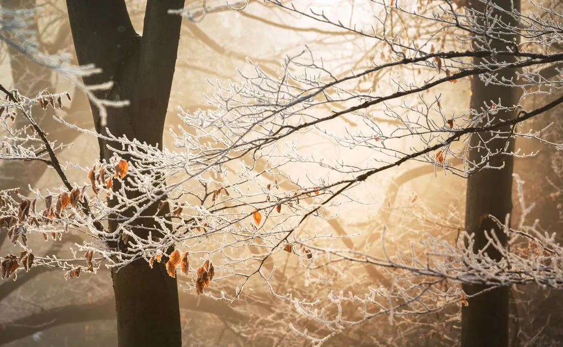 Frost-covered branches in a winter forest with soft sunlight peeking through trees.