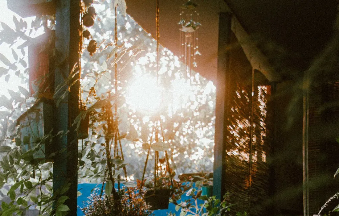 Potted plants arranged on a patio in evening light.