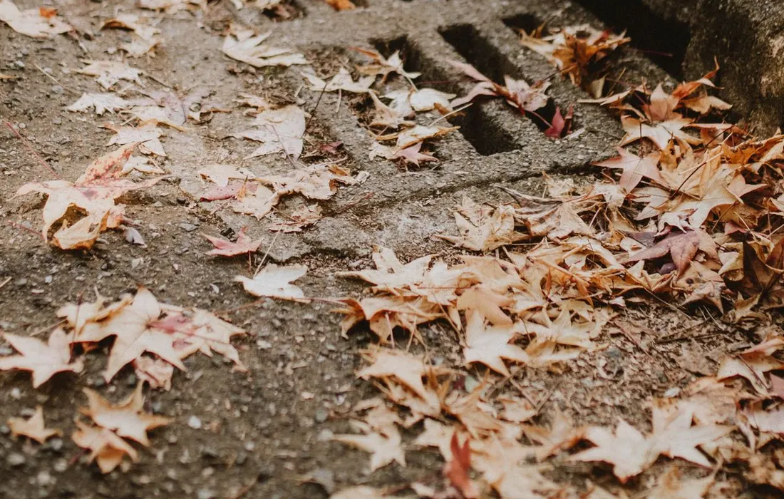 Fallen autumn leaves gather around a storm drain on a quiet street.
