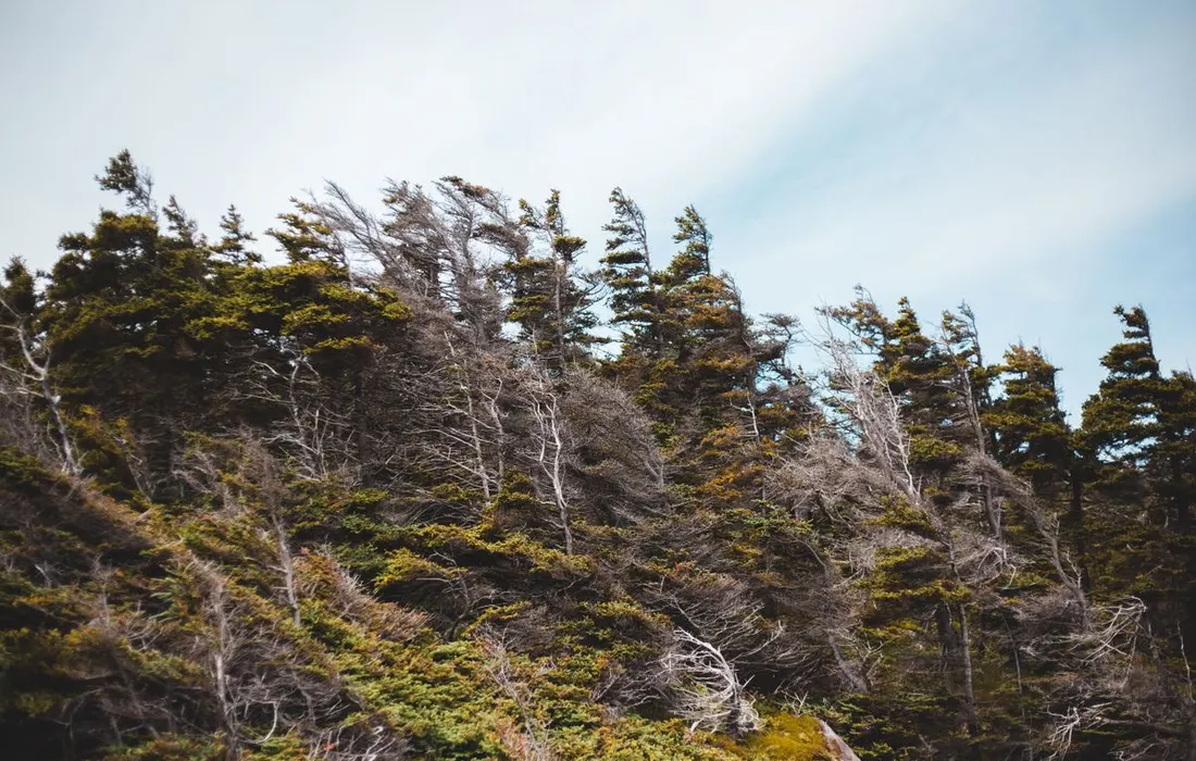 A serene view of windblown evergreen trees against a clear sky, capturing nature's raw beauty.